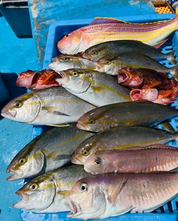 ワカシ(ブリ)・シロアマダイ・イトヨリ(イトヨリダイ)・カサゴ