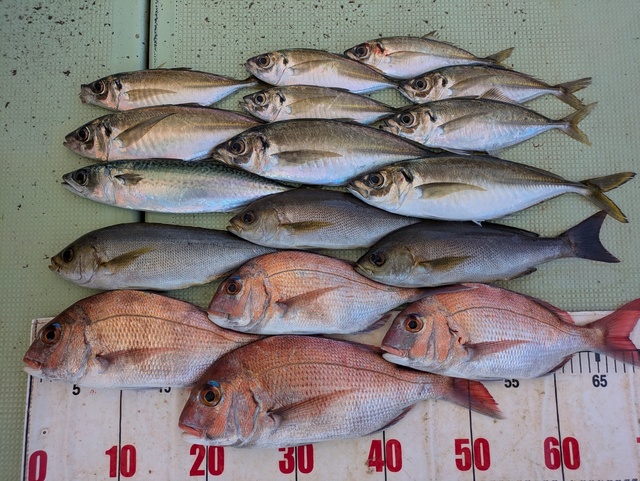 タイ(マダイ)・アジ(マアジ)・イサギ(イサキ)