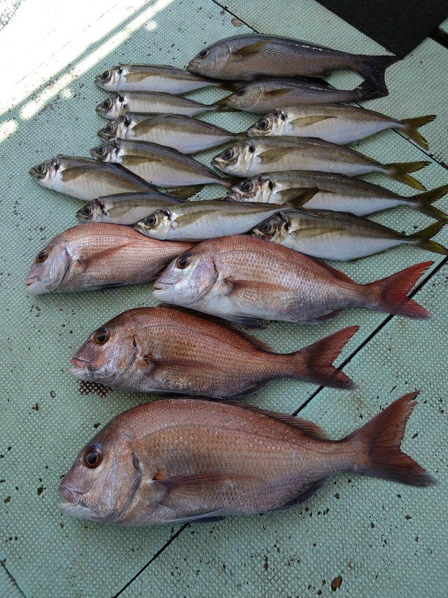 タイ(マダイ)・アジ(マアジ)・イサギ(イサキ)