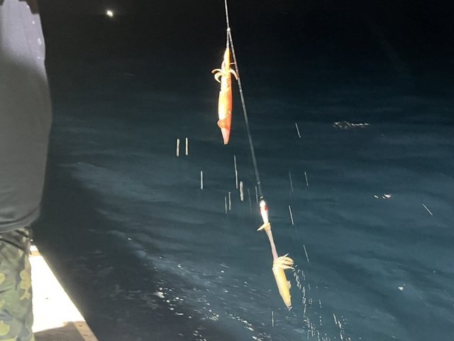 イカ(ケンサキイカ)