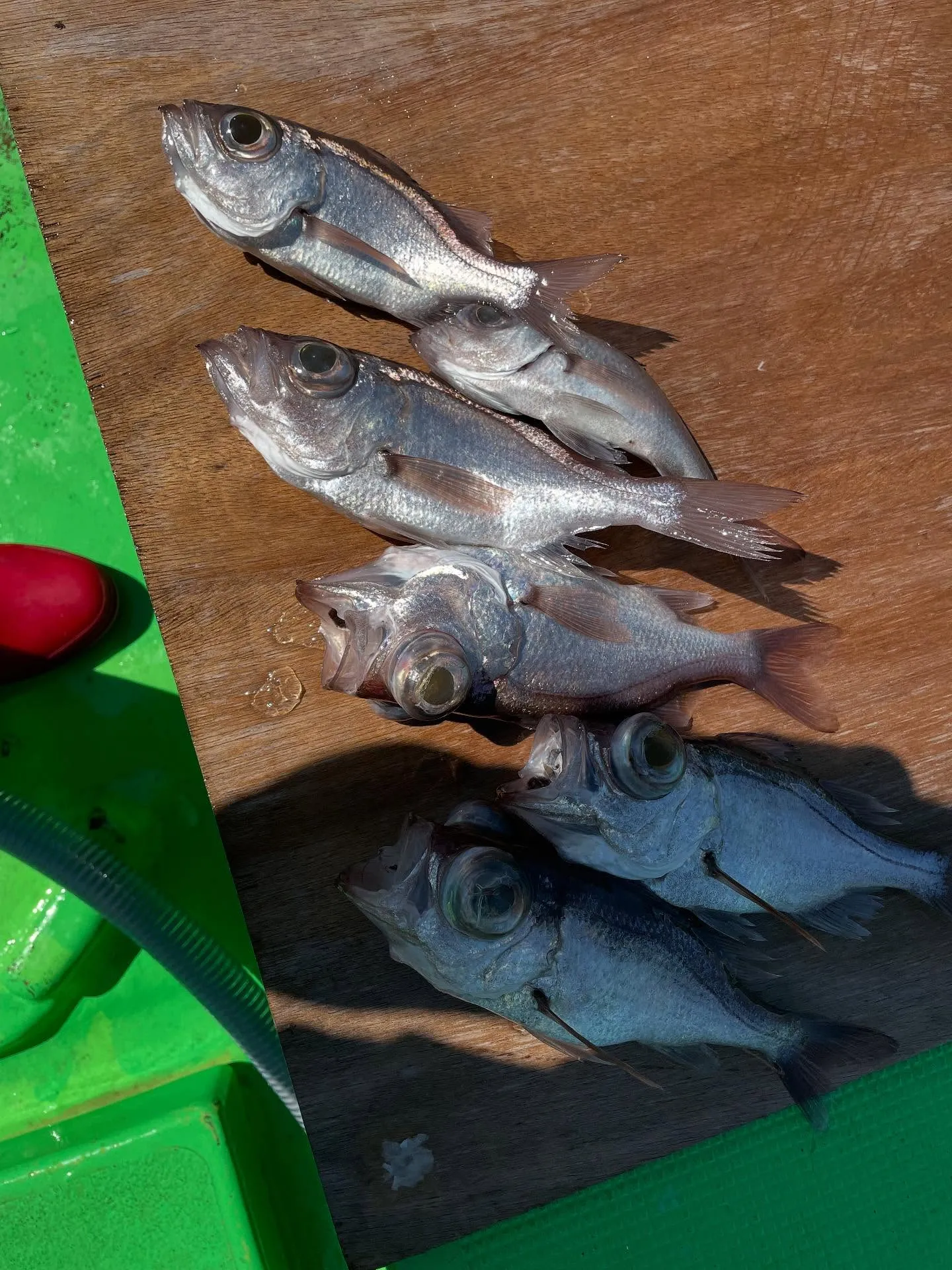 シロムツ(オオメハタ)