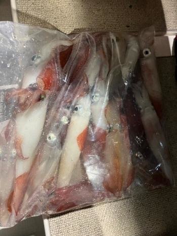 マイカ(ケンサキイカ)