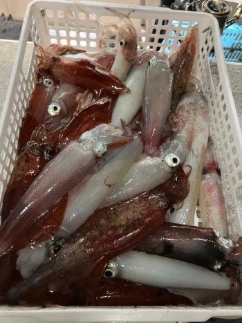 マイカ(ケンサキイカ)