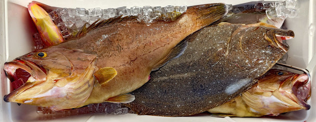 イヤゴハタ・ヒラメ