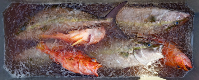 カンパチ・アヤメカサゴ