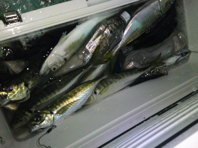 アジ(マアジ)・サバ(マサバ)