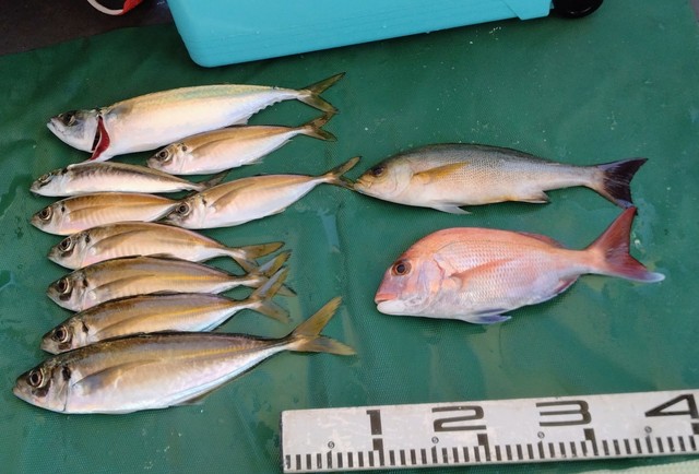 マダイ・マアジ・イサキ・マサバ