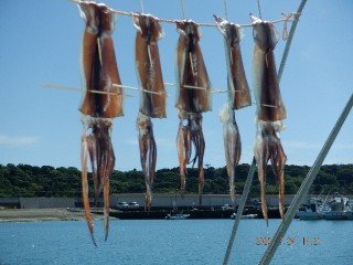 スルメ(スルメイカ)