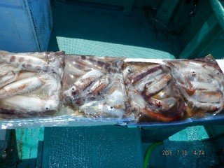 スルメ(スルメイカ)