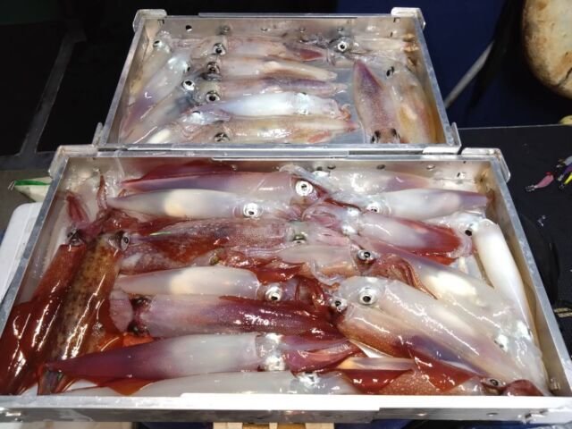 イカ(ヤリイカ)