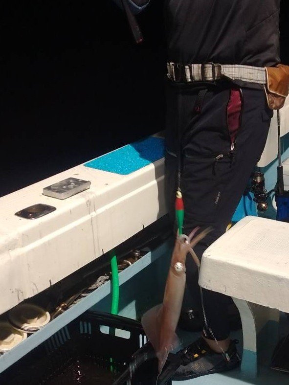 イカ(ヤリイカ)