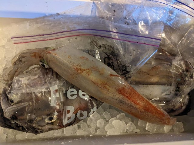 イカ(ヤリイカ)