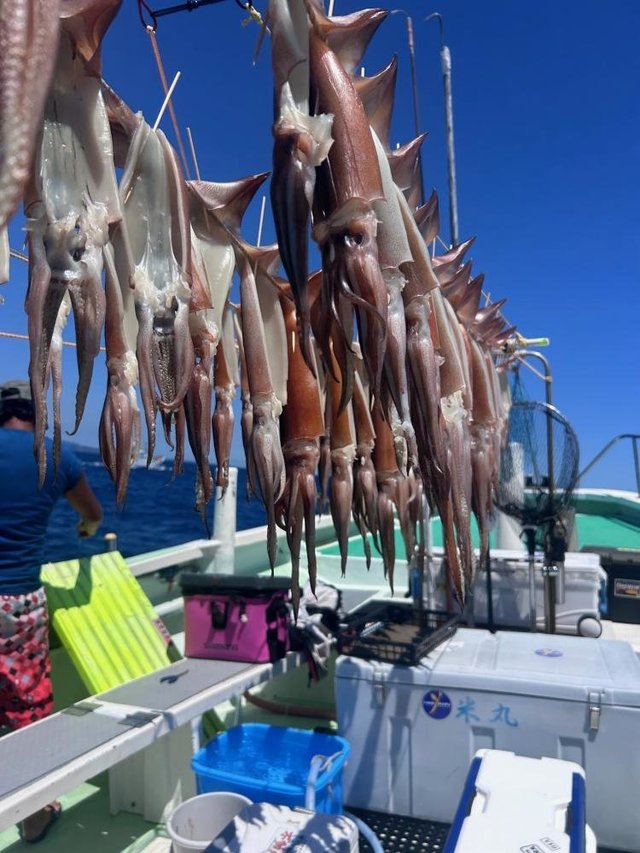 スルメ(スルメイカ)