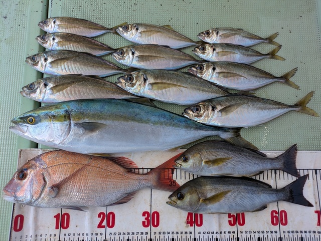 タイ(マダイ)・アジ(マアジ)・メジロ(ブリ)・イサギ(イサキ)