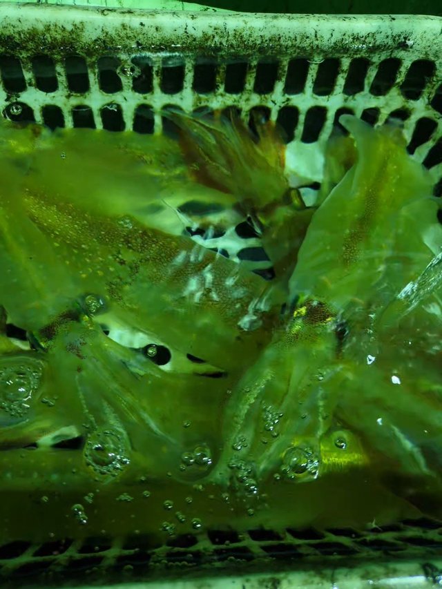 イカ(ケンサキイカ)