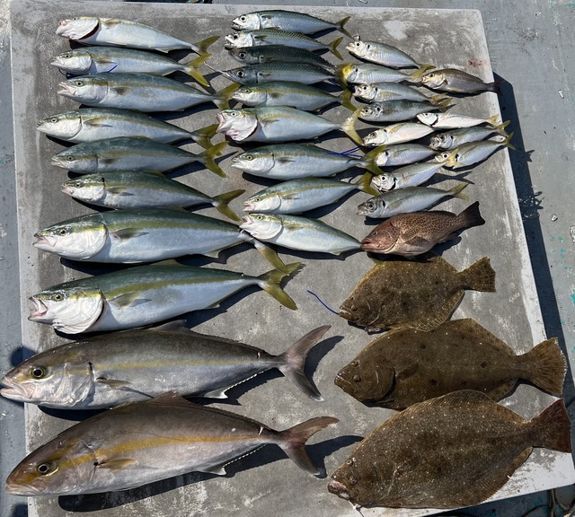 オオモンハタ・ハマチ(ブリ)・カンパチ・サバ(マサバ)・ヒラメ