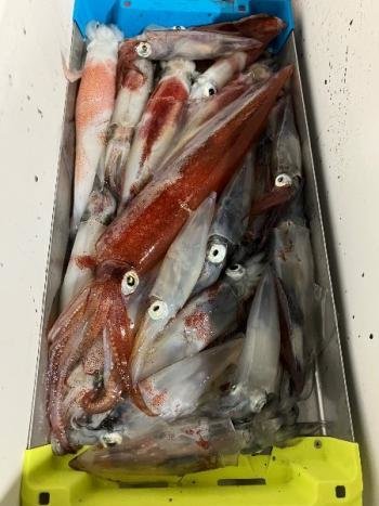 マイカ(ケンサキイカ)