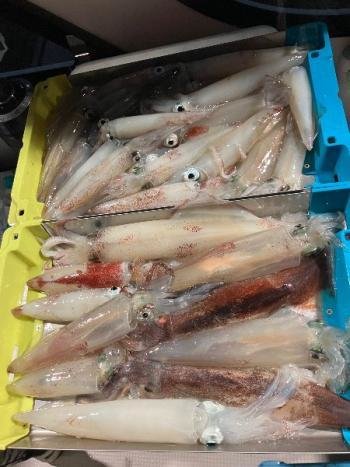 マイカ(ケンサキイカ)