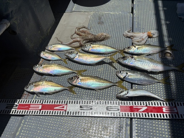 アジ(マアジ)・マダコ