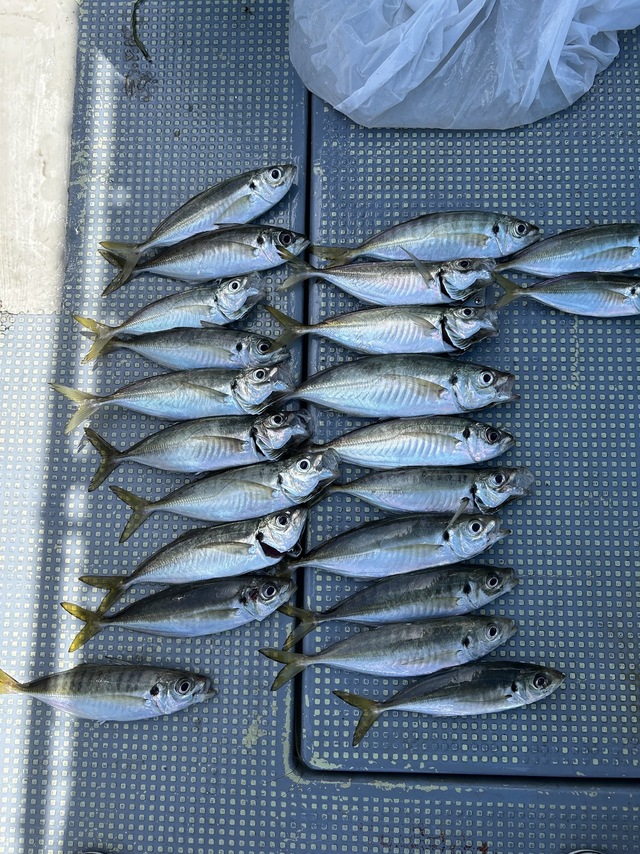 アジ(マアジ)・マダコ