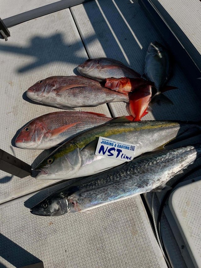 マダイ・アカイサキ・ブリ・サワラ