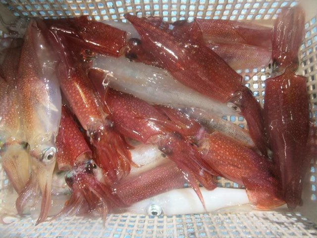 マイカ(ケンサキイカ)