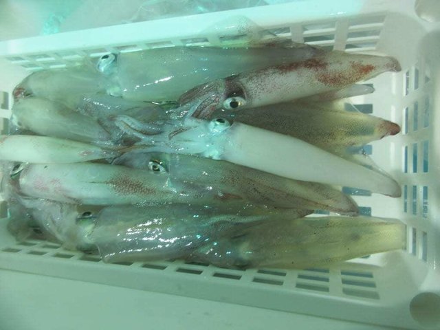 マイカ(ケンサキイカ)