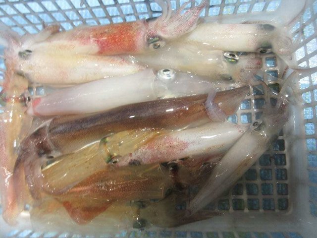 マイカ(ケンサキイカ)