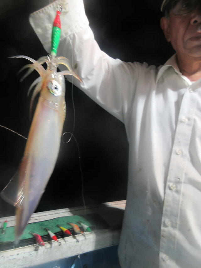 マイカ(ケンサキイカ)