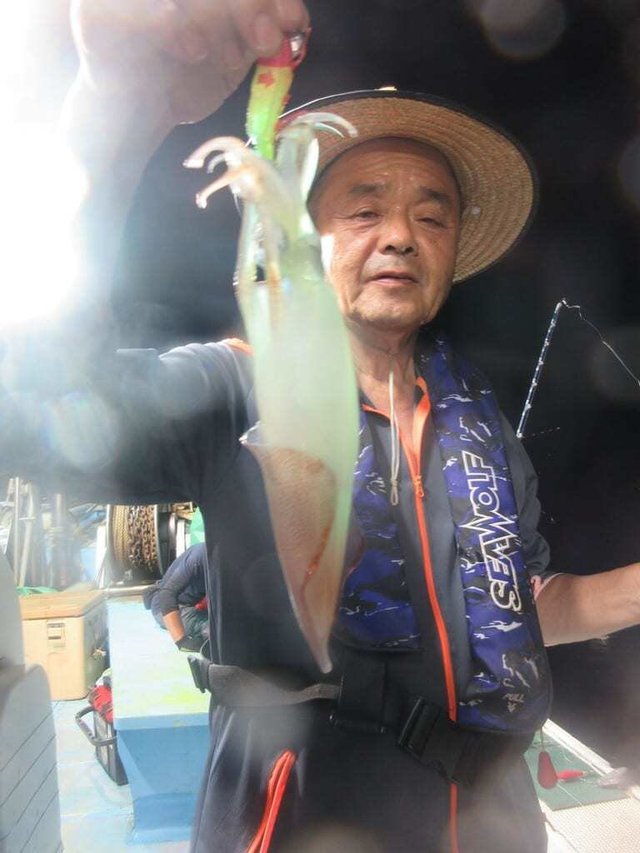 マイカ(ケンサキイカ)