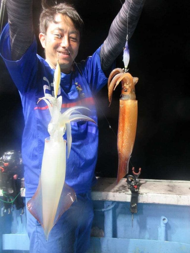 マイカ(ケンサキイカ)