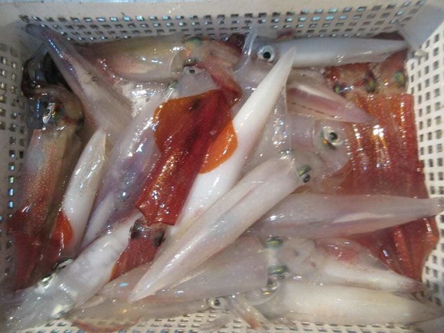 マイカ(ケンサキイカ)