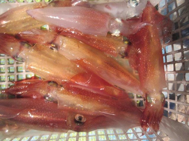 マイカ(ケンサキイカ)