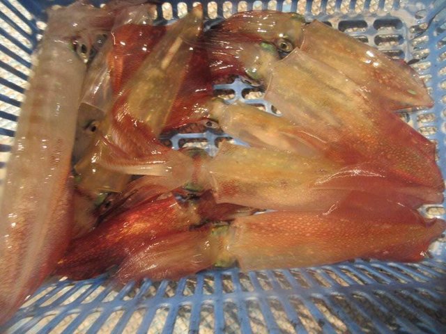 マイカ(ケンサキイカ)