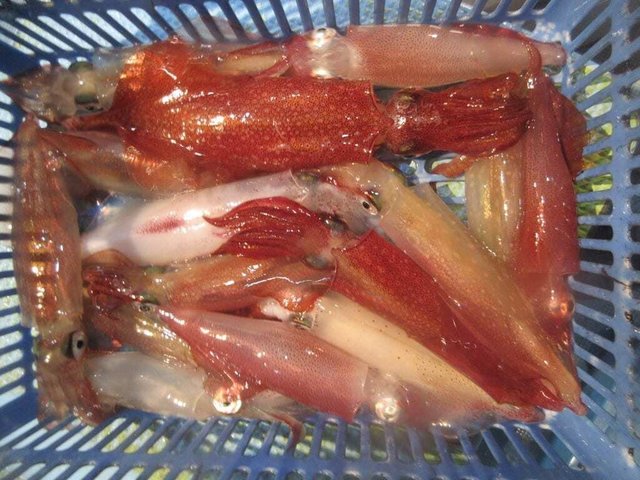 マイカ(ケンサキイカ)