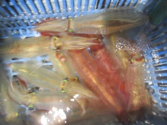 マイカ(ケンサキイカ)