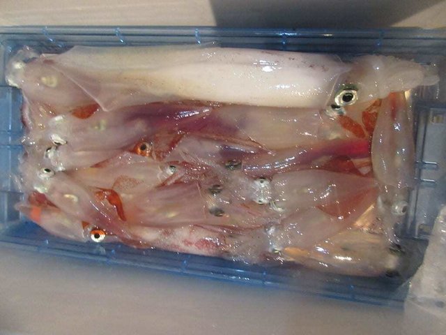 マイカ(ケンサキイカ)