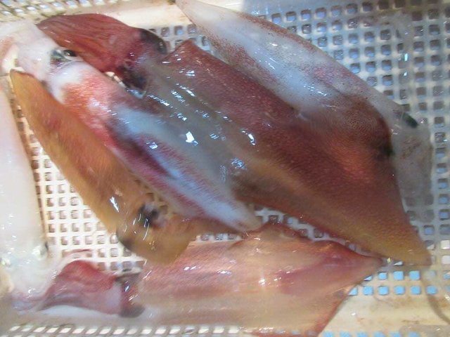 マイカ(ケンサキイカ)