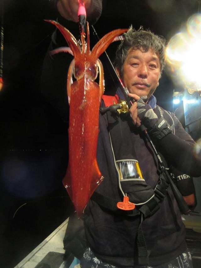 マイカ(ケンサキイカ)