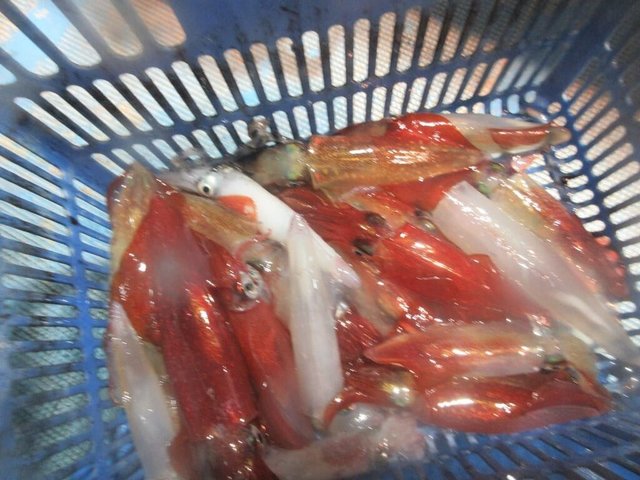 マイカ(ケンサキイカ)