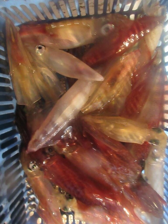 マイカ(ケンサキイカ)