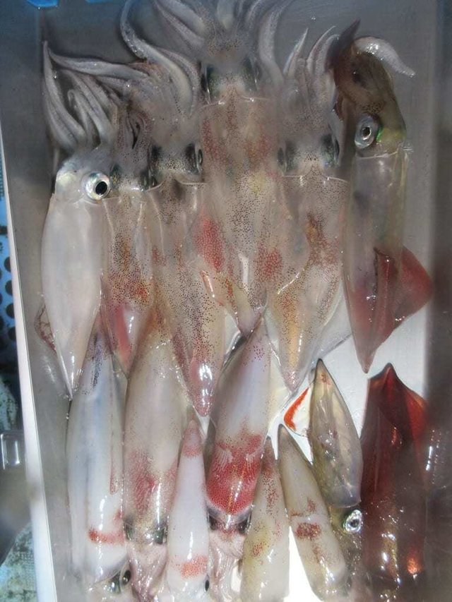 マイカ(ケンサキイカ)