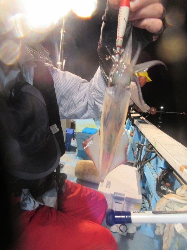 マイカ(ケンサキイカ)