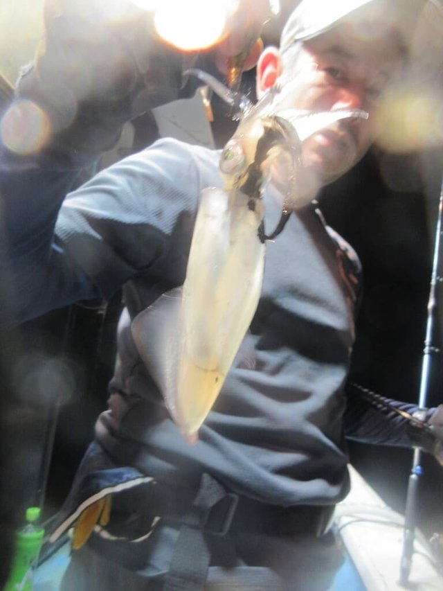 マイカ(ケンサキイカ)