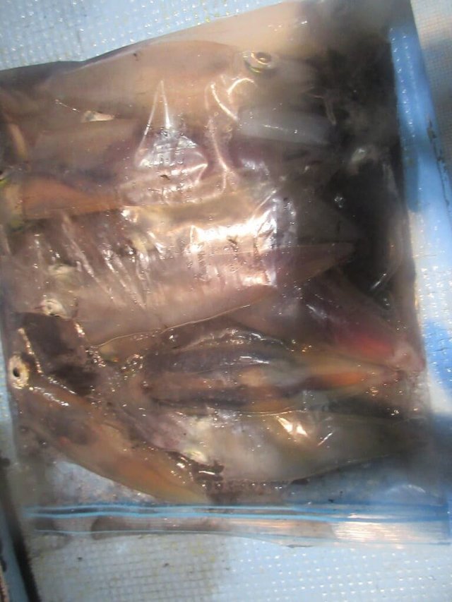 マイカ(ケンサキイカ)