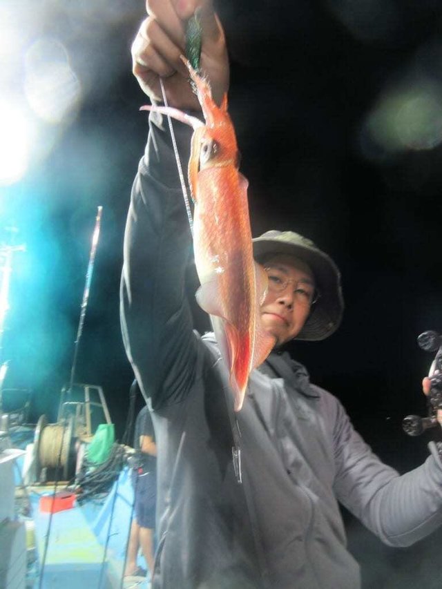 マイカ(ケンサキイカ)