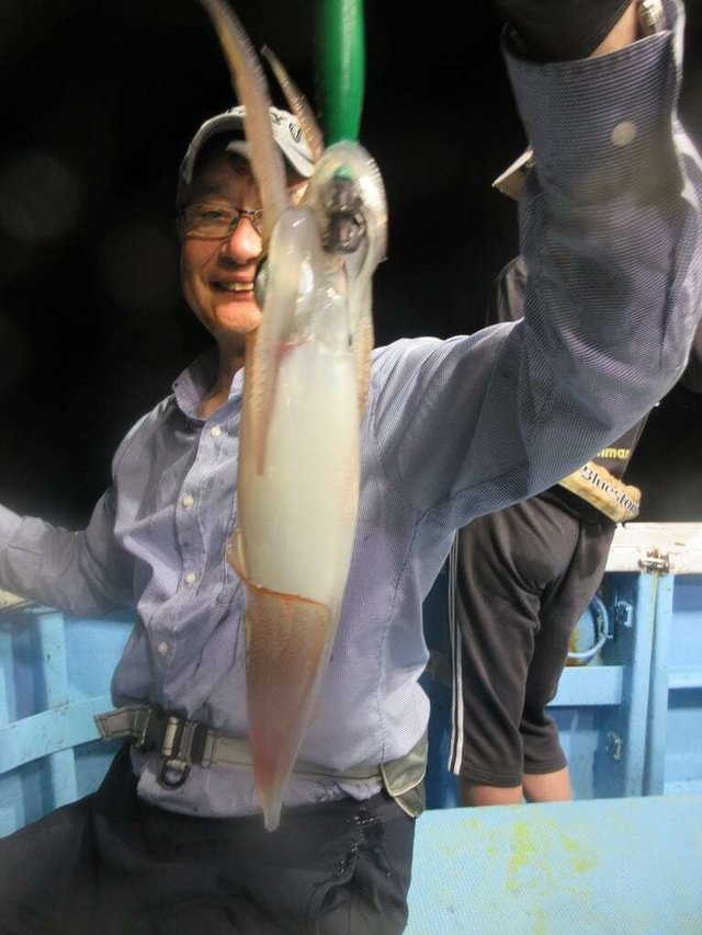 マイカ(ケンサキイカ)