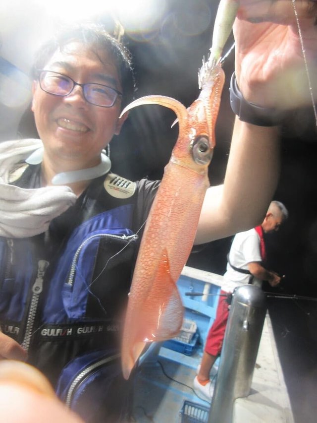 マイカ(ケンサキイカ)