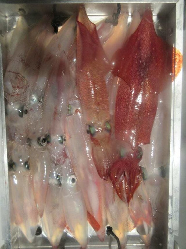 マイカ(ケンサキイカ)