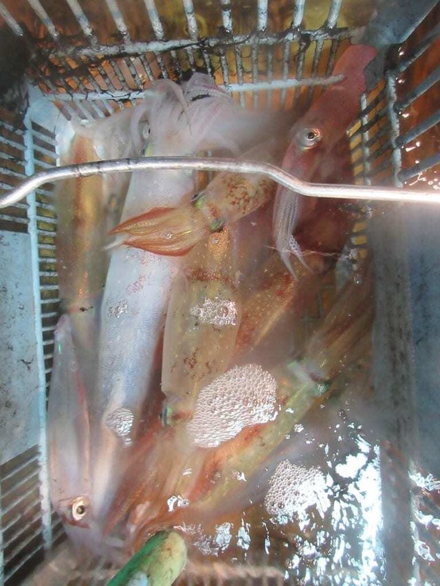 マイカ(ケンサキイカ)